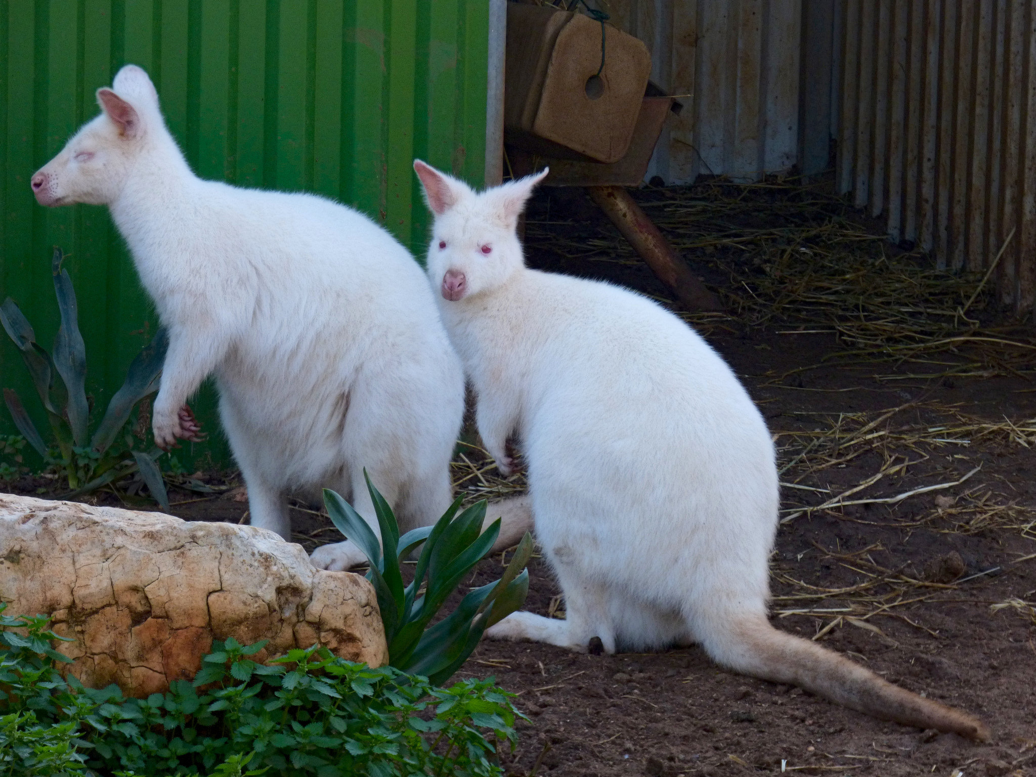 Paphos Zoo