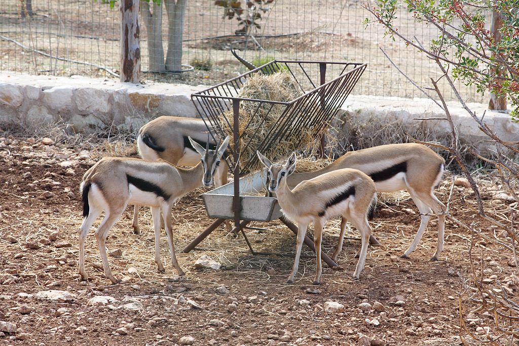 Paphos Zoo