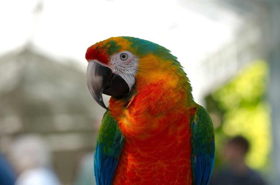 Ara Hybrid Parrot