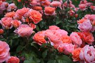 Thumbnail for Experience the Rose Festival in Agros