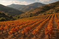 Thumbnail for A Paphos Hills Wine Village Route in Autumn