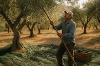 Thumbnail for Olive Harvest Season in the Paphos Villages: Fresh Oil, Mills and What to Eat